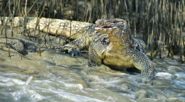 Water Monitor Lizard