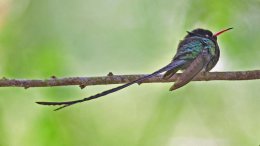 Red-billed Streamertail
