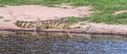 Nile Crocodile