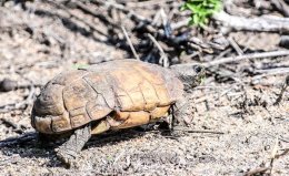 Natal Hinged Tortoise