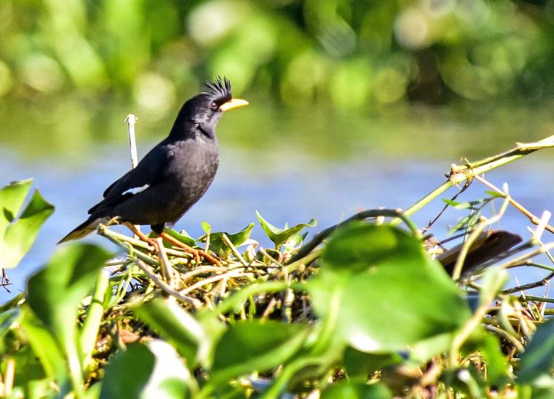 Jungle Myna