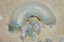 Jellyfish sp.