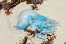 Jellyfish sp.