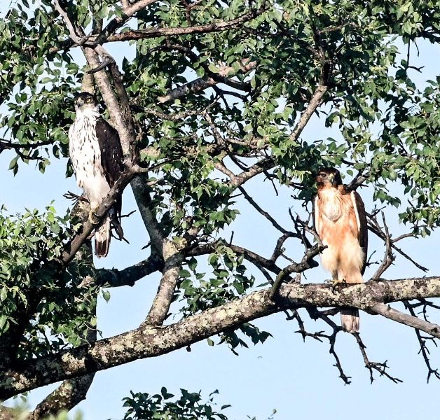 African Hawk Eagle