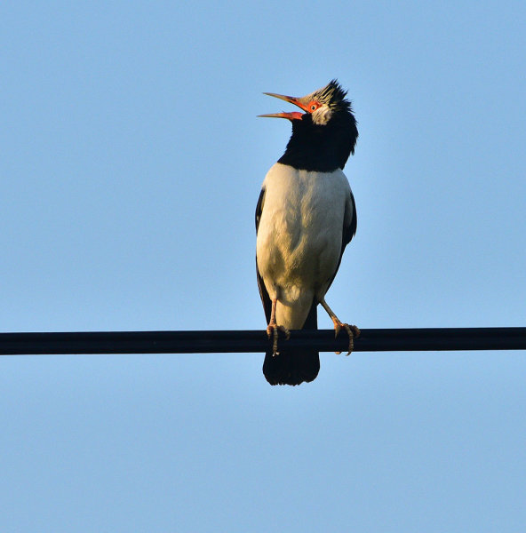 Asian Pied Starling