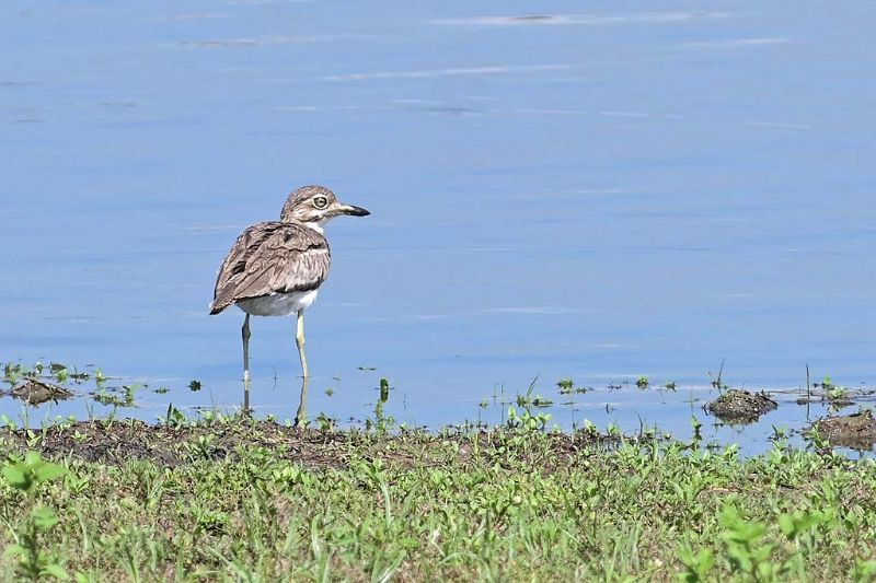 Water Dikkop