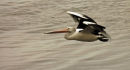 Australian Pelican.