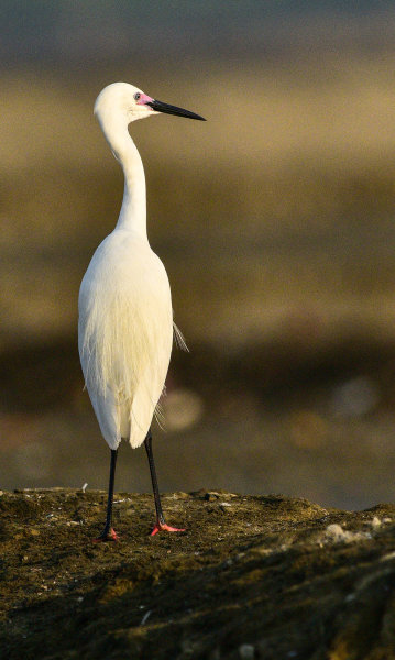 Little Egret