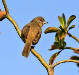 Wildlife of Myanmar, 2019