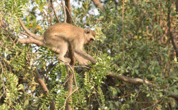 Vervet Monkey