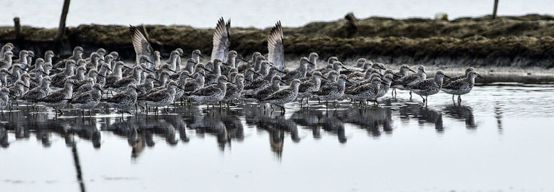 Great Knot