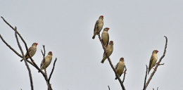 Red-billed Quelea