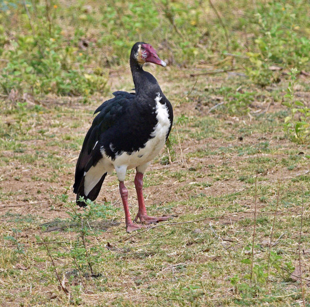 Spurwinged Goose