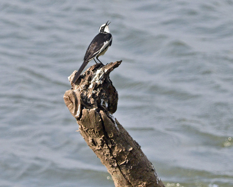 African Pied Wagtail