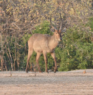 Waterbuck