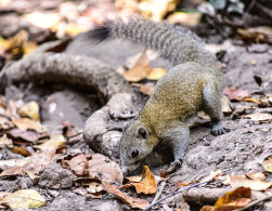Grey-bellied Squirrel