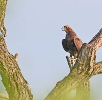 Wahlberg's Eagle