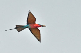 Birds of Mana Pools, Zimbabwe