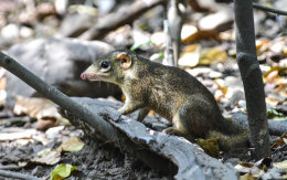 Northern Tree Shrew