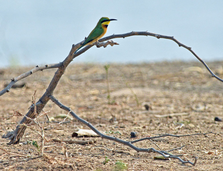 Little Bee-eater