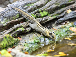 Burmese Stripped Squirrel