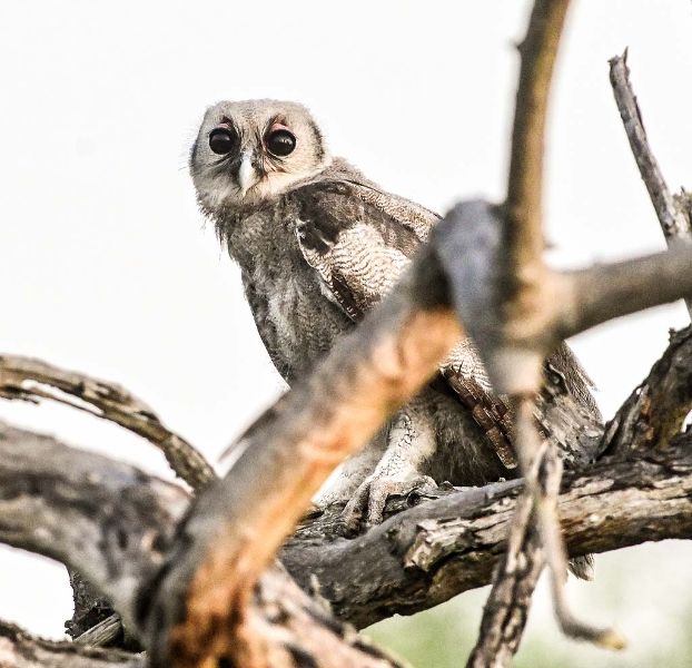 Giant Eagle Owl