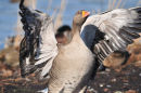 Greylag Goose.