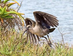 Hadeda Ibis