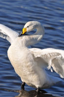 Whooper Swan.