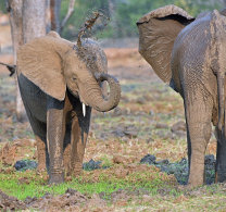 Mammals of Zimbabwe October 2015