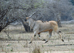 Eland