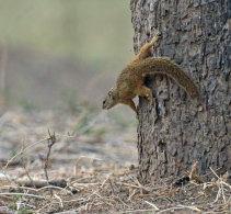 Tree Squirrel