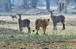 Lion and Waterbuck