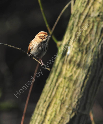 Reed Bunting.