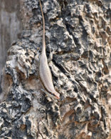 Common Stripped Skink