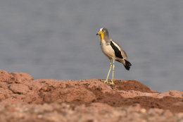 Birds of Lake Kariba, Zimbabwe