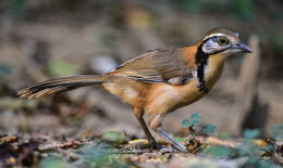 Greater Necklaced Laughingthrush
