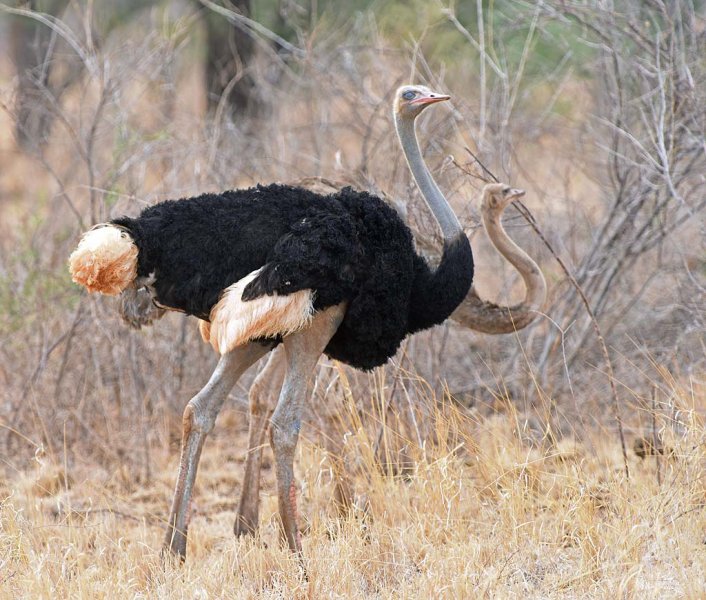 Somali Ostrich