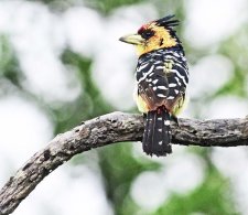 Crested Barbet