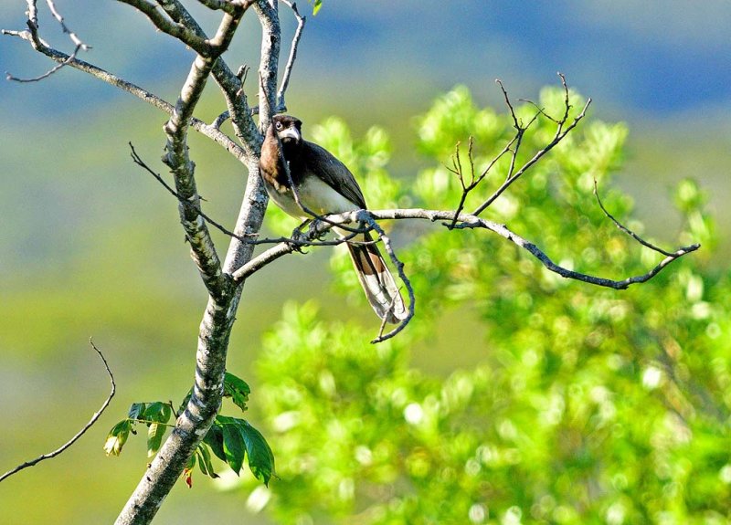 Brown Jay