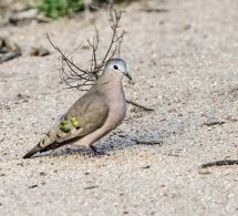 Emerald-spotted Wood Dove