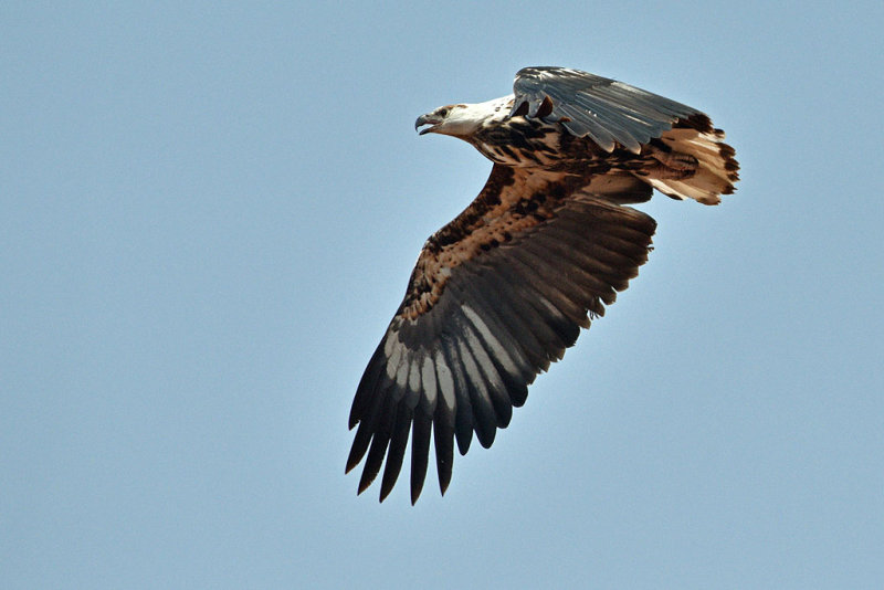 African Fish Eagle