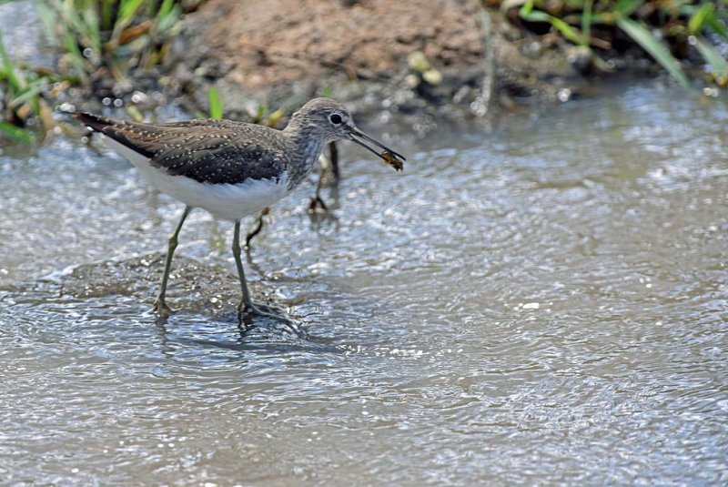 Green Sandpiper