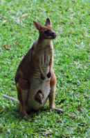 Red-legged Pademelon.