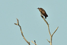 Hooded Vulture