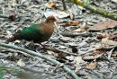 Emerald Dove.