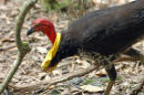 Australian Brush-turkey.