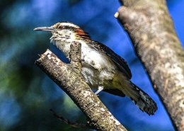 Birds of San Jose,Costa Rica.