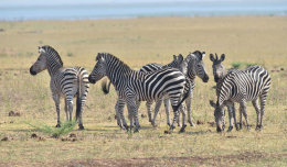 Burchell's Zebra