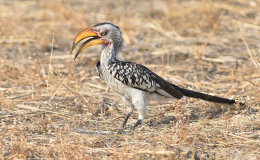 Birds of Hwange National Park, Zimbabwe